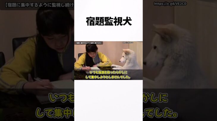 犬に監視さすな #宿題 #しつけ #大変