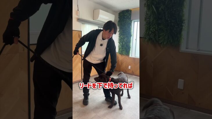 犬のとびつきはこのリードの持ち方でしつけ改善できる！