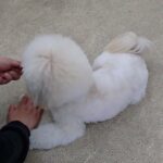 犬の幼稚園 空ちゃんとトレーニング