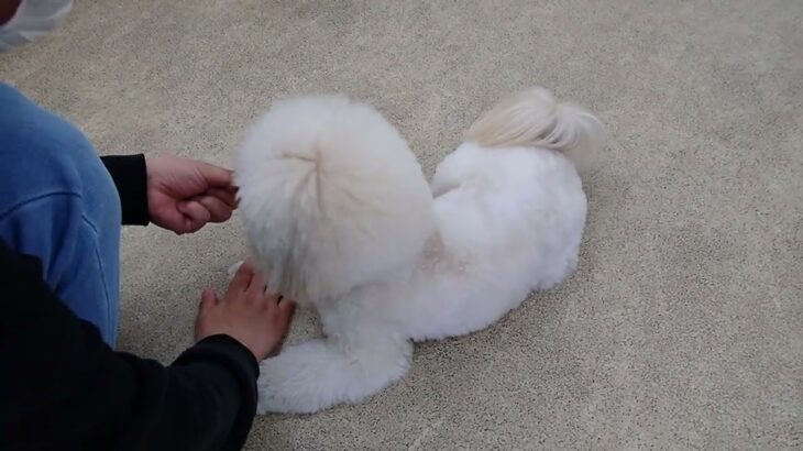 犬の幼稚園 空ちゃんとトレーニング