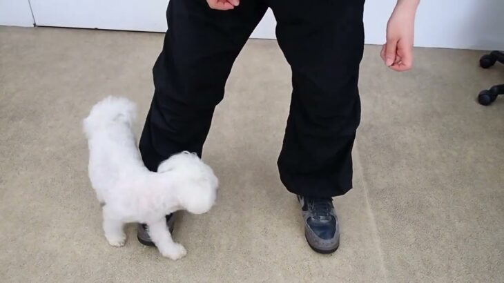 犬の幼稚園 華ちゃんとトレーニング