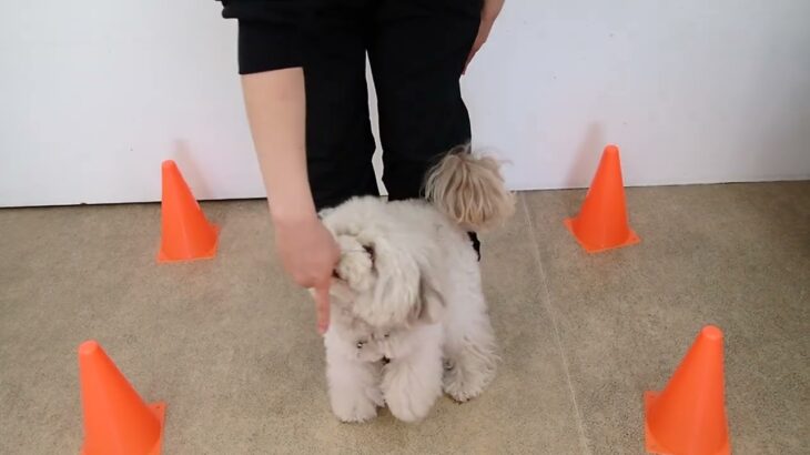 犬の幼稚園 ヴィーノくんとトレーニング