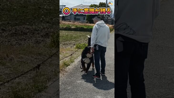 【犬しつけ】どんな時でも役に立つハンドターゲット！！ #ドッグトレーナー #愛犬 #大型犬のいる生活 #ドッグトレーニング #トイプードル #フレブル飼い方 #ゴールデンレトリバー #柴プー #大型犬