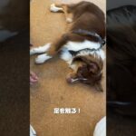 足拭き練習！ #ドッグトレーニング  #レッスンの様子 #犬のしつけ