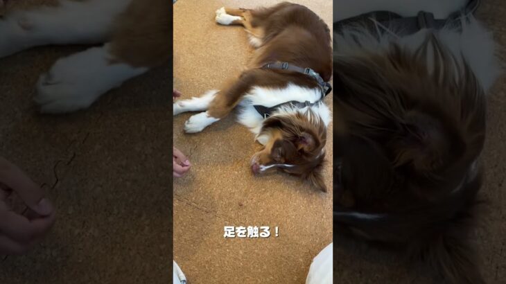 足拭き練習！ #ドッグトレーニング  #レッスンの様子 #犬のしつけ