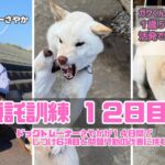 【犬のしつけ】ガク　２週間の預託訓練