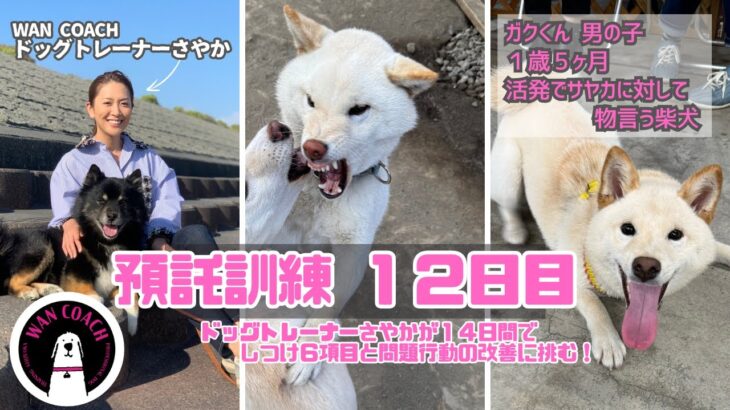 【犬のしつけ】ガク　２週間の預託訓練
