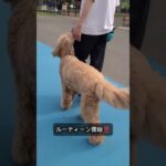 ミニルーティンを決めよう! #犬しつけ #トイプードル #大型犬のいる生活 #ドッグトレーナー #ドッグトレーニング #訓練
