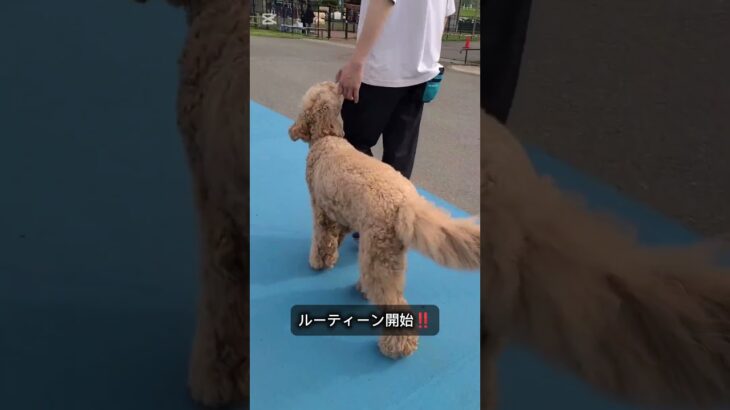 ミニルーティンを決めよう! #犬しつけ #トイプードル #大型犬のいる生活 #ドッグトレーナー #ドッグトレーニング #訓練