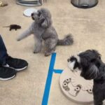 犬の幼稚園 輪くんとトレーニング