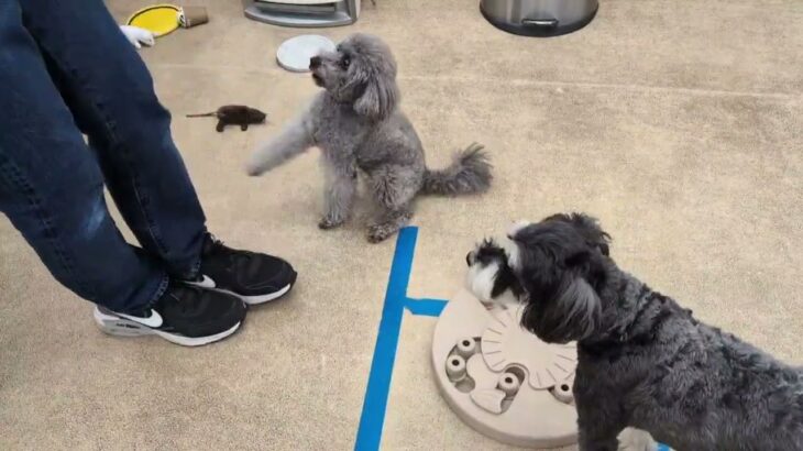 犬の幼稚園 輪くんとトレーニング