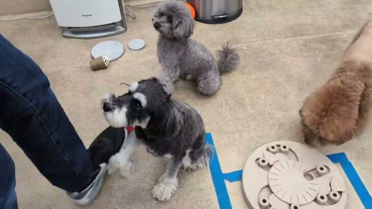 犬の幼稚園 アオくんとトレーニング