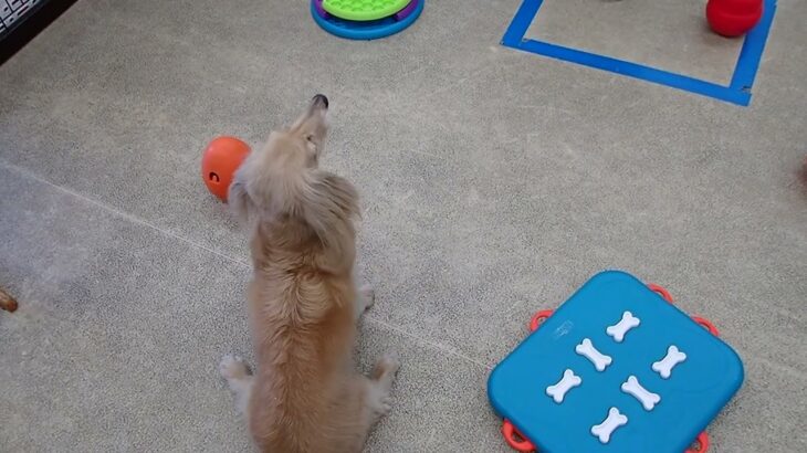 犬の幼稚園 ナノちゃんとトレーニング