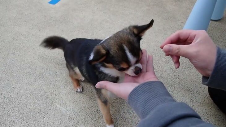 犬の幼稚園 のあくんとトレーニング