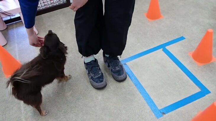 犬の幼稚園 コアくんとトレーニング