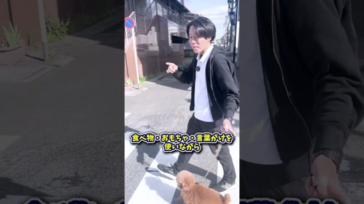 愛犬を散歩で横につかせたい！