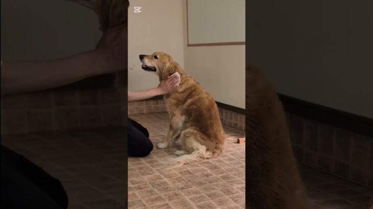 春のお散歩に気をつけたいこと　３選 #犬しつけ #トイプードル #大型犬のいる生活 #ドッグトレーナー #ドッグラン #訓練 #ドッグトレーニング #愛犬 #お散歩
