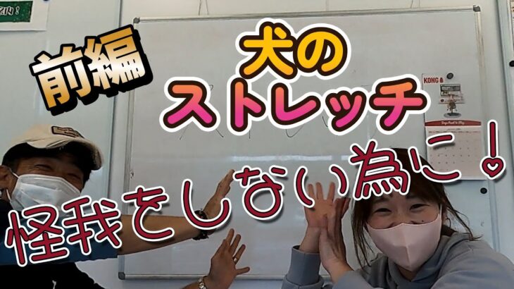犬のストレッチ前編（犬の為に出来る事）♪　#ハイエース #ボーダーコリー #犬のいる生活 #愛犬 #犬のしつけ