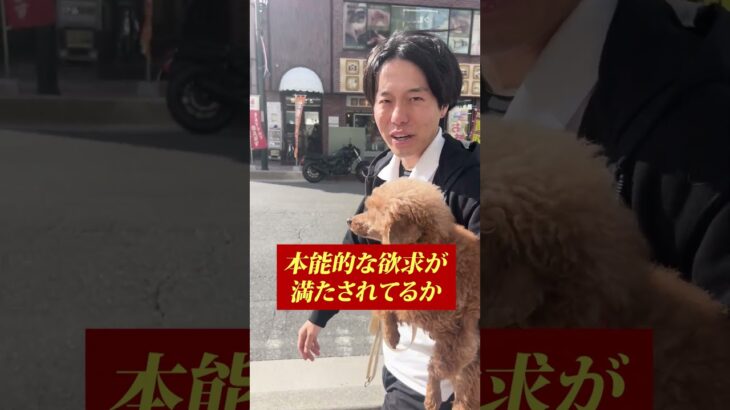 犬の幸せとは？プロ目線だと…