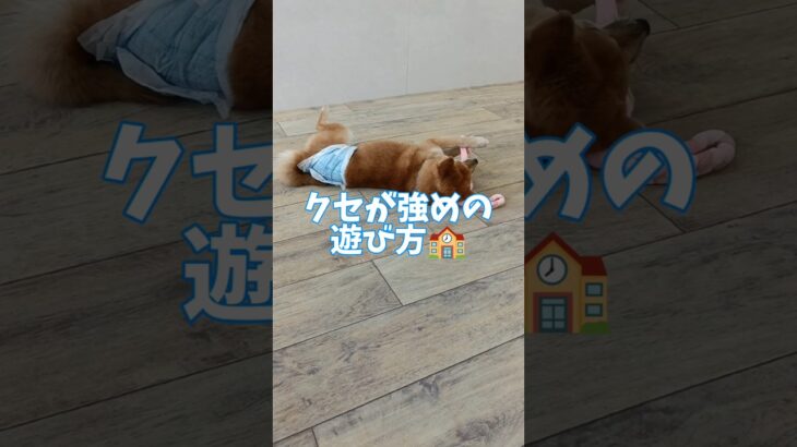 クセが強め（笑）#こいぬ #しつけ方 #可愛い #柴犬 #愛犬