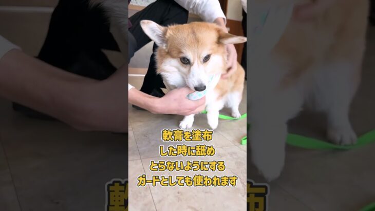 お着換えトレーニング中のコーギーさんの様子を見てみましょう