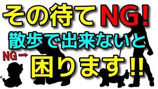 【犬 しつけ 注意】９割がやっている間違った待て！散歩で教え欲しい命を守る合図！犬のしつけエマチャンネル【犬のしつけ＠横浜】