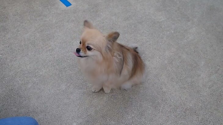 犬の幼稚園 くるみちゃんとトレーニング