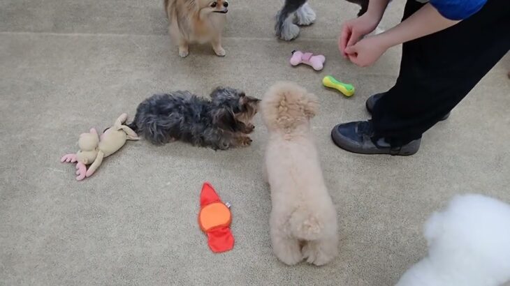 犬の幼稚園 ぎんくんとトレーニング