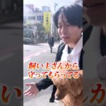 犬は抱っこされるのが好きなの?