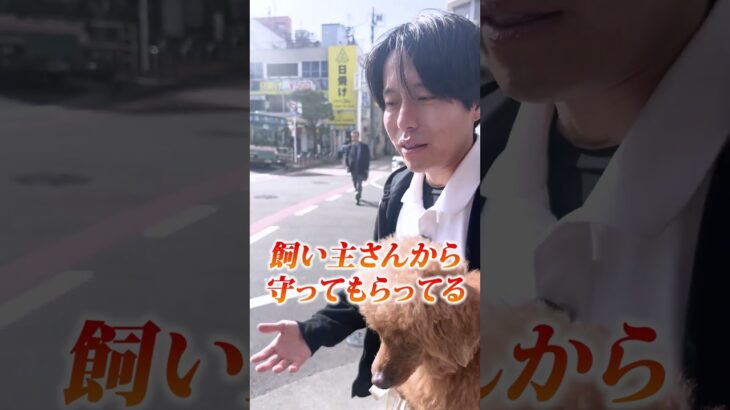 犬は抱っこされるのが好きなの?