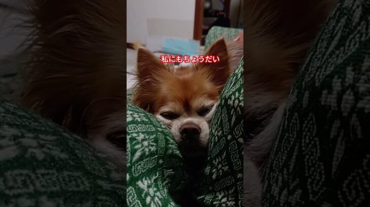 いつもみてます#チワワ#子犬#しつけ#いぬ