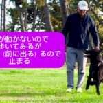 シェパードとの真剣勝負 #シェパード #訓練 #脚側行進