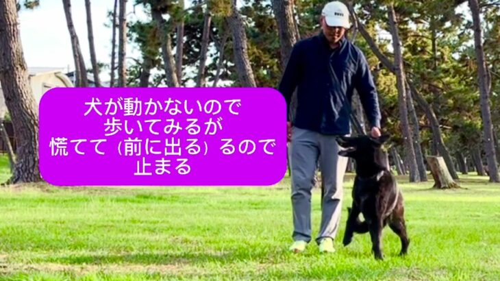 シェパードとの真剣勝負 #シェパード #訓練 #脚側行進