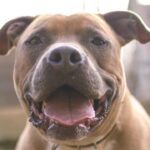 【見逃し配信】理想の愛犬に育てるのはドッグトレーニング・しつけ教室では無く日常生活での犬との関係性❗️