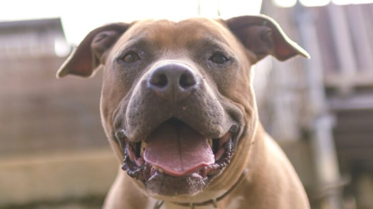 【見逃し配信】理想の愛犬に育てるのはドッグトレーニング・しつけ教室では無く日常生活での犬との関係性❗️