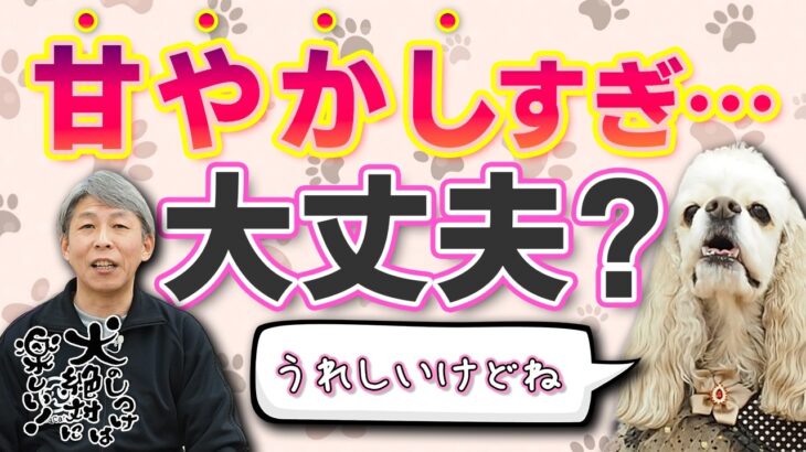 犬を甘やかしすぎるとどうなるの？ドッグトレーナーが解説【犬のしつけ】