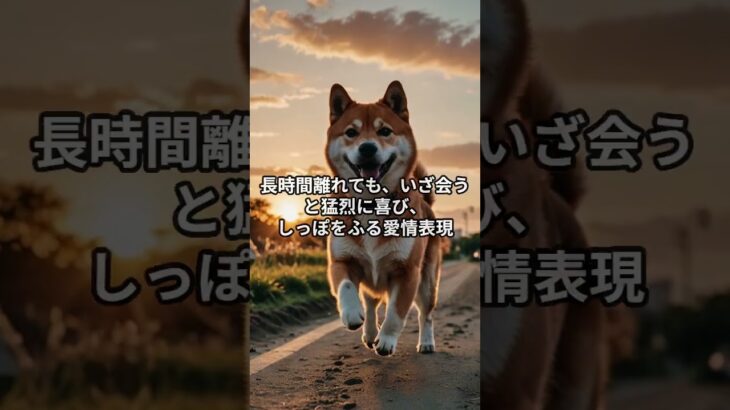 柴犬が飼い主に「冷たい理由」、実は愛情表現だった！ #しつけのコツ #子犬しつけ #柴犬