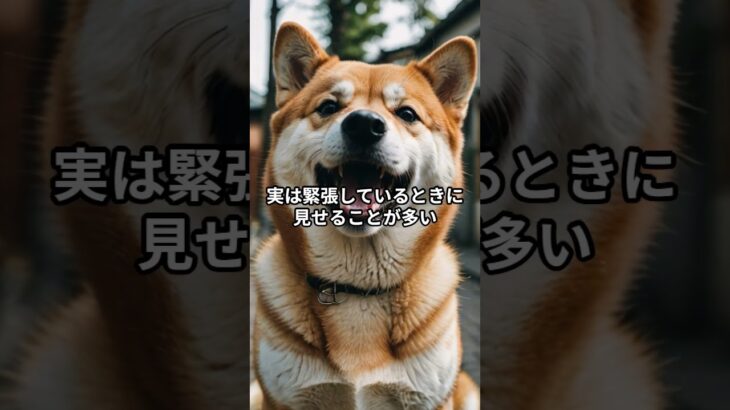 柴犬の「笑顔」、実は「警戒心」の証！？ #しつけのコツ #子犬しつけ #柴犬