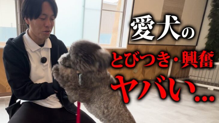 愛犬の大興奮・とびつき癖がヤバい…。魔法のしつけ法をプロドッグトレーナーが実践