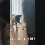 ③【ワンブロ】ワンプロと喧嘩の違い知っていますか？ #大型犬 #愛犬 #犬のいる生活 #子犬 #中型犬 #しつけ #小型犬