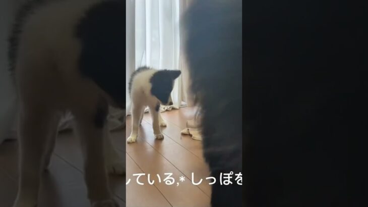③【ワンブロ】ワンプロと喧嘩の違い知っていますか？ #大型犬 #愛犬 #犬のいる生活 #子犬 #中型犬 #しつけ #小型犬