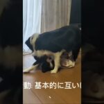 ②【ワンブロ】ワンプロと喧嘩の違い知っていますか？ #大型犬 #愛犬 #犬のいる生活 #子犬 #中型犬 #しつけ #小型犬