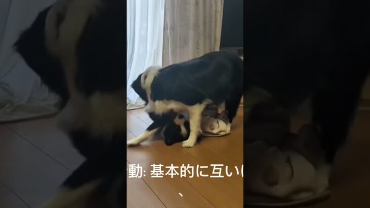 ②【ワンブロ】ワンプロと喧嘩の違い知っていますか？ #大型犬 #愛犬 #犬のいる生活 #子犬 #中型犬 #しつけ #小型犬