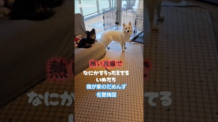 ボク達だめんずじゃないよ　#多頭飼い #しつけ  #犬 #癒し