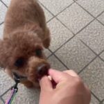 犬の幼稚園 るるちゃんとトレーニング