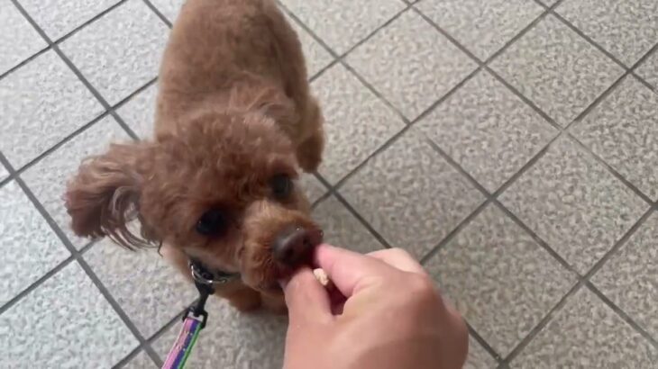 犬の幼稚園 るるちゃんとトレーニング
