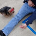 犬の幼稚園 花ちゃんとトレーニング