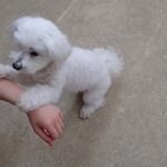 犬の幼稚園 華ちゃんとトレーニング