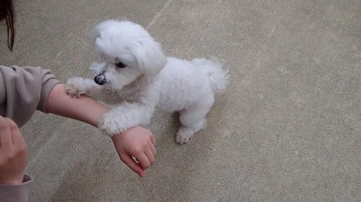 犬の幼稚園 華ちゃんとトレーニング