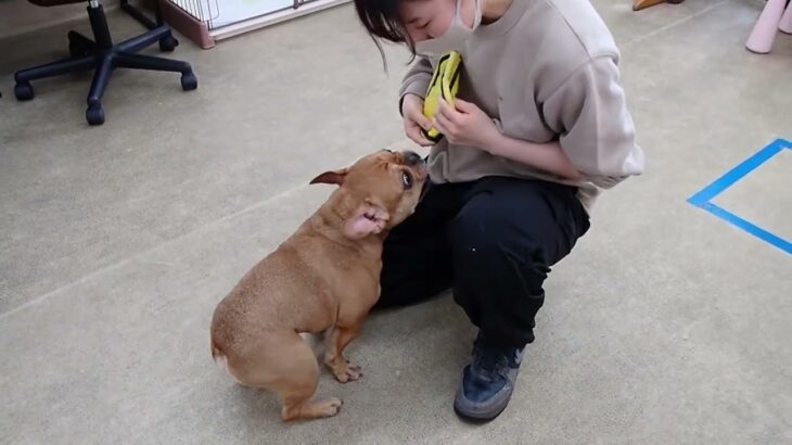 犬の幼稚園 レオくんとトレーニング